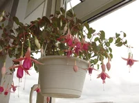 SDC18044.webp