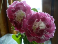 .webp