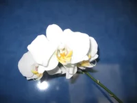IMG_0485.webp