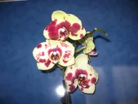 IMG_0487.jpg IMG_0487.jpg