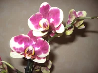 IMG_0493.webp