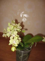 IMG_0497.webp