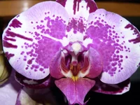  009.webp