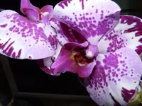  010.webp