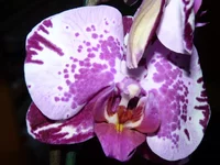  011.webp