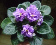 Rob's DastStorm.webp