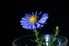 042.webp