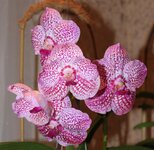 Vanda Sankamphaeng x Vanda Patcharee.jpg