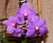 Vanda Golamcos Blue Magic x Vanda Somsri Pink.webp
