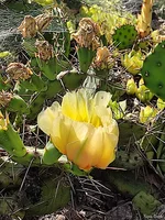 IMG_20230707_155232.webp