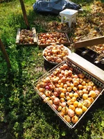 IMG_20250728_093815.jpg