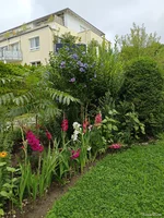 IMG_20250729_095714.jpg