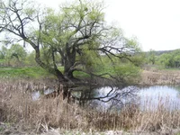 100_2559.webp