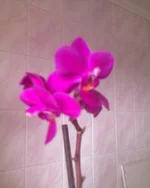 DSC00778.webp