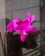 DSC00780.webp