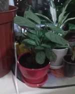 DSC00799.webp