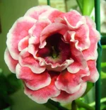 DSC02413.webp