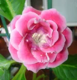 DSC02417.webp