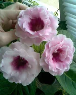 04.webp