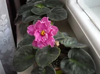 -Богиня красоты 1.webp