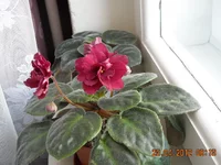 -Вишневая метель 1.webp