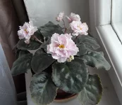 -Сашенька 1.webp