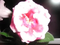_0003.webp