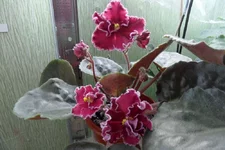 Emergency (K. Stork)_thumb.webp