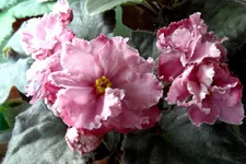 Rum Punch (Sorano)_thumb.webp