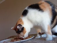 IMG_20250924_114446.webp