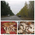 1000065065.webp
