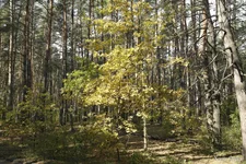 _SAM8096.webp