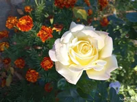 IMG_20251004_104756.webp