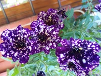 IMG_20251004_104941.webp