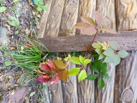 IMG_20251004_113236.webp