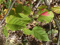 IMG_20251004_142515.webp