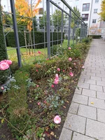 IMG_20251009_160945.webp