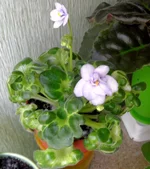 Shiawasee Trail (Brenton)_thumb.webp