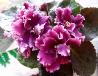 -гранатовый иней_thumb.webp