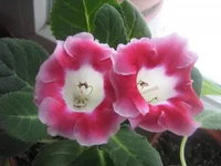 IMG_0006.webp