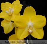 .webp