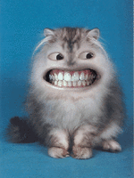cat_1.gif