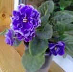  властелин колец,,,.webp