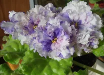  ЛЕ-Радужные блики4.webp