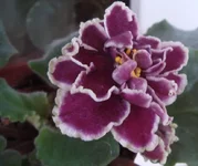 -Шато Брион.webp