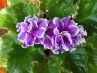 Shimmering Sunshine.webp