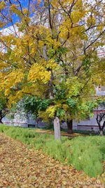 IMG_20251014_144239.webp IMG_20251014_144239.webp