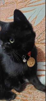 🐾 Іменний дерев'яний адресник для Вашого улюбленця!