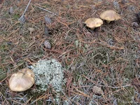 photo_2025-11-02_12-24-58 (2).webp