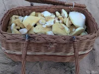 photo_2025-11-02_12-24-57 (4).webp